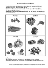3-Essbare-Teile-einer-Pflanze-SW.pdf